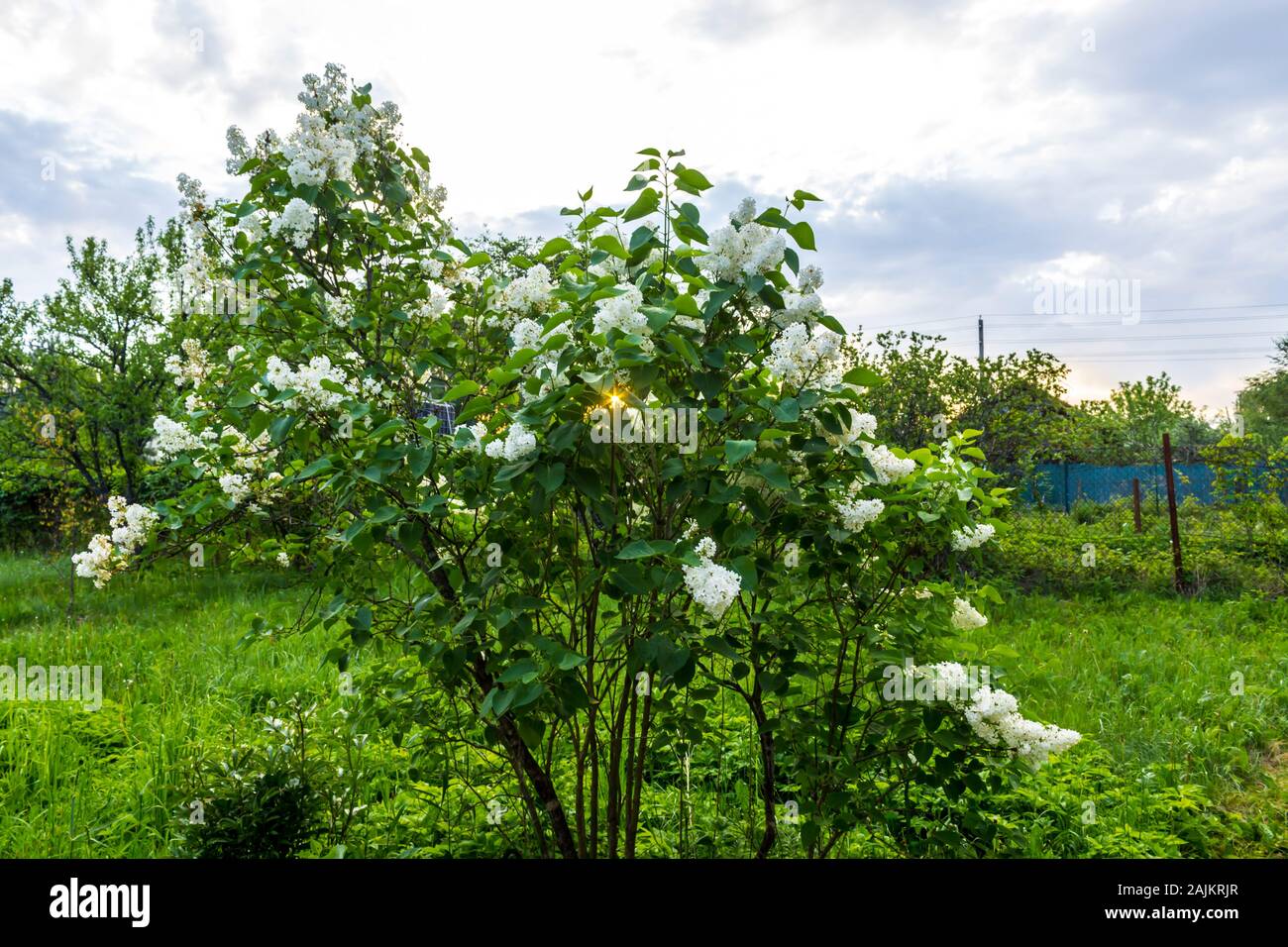 Printemps à l'extérieur de la ville. Jardin village tôt le matin. Un rayon de soleil transperce le feuillage frais d'un lilac bush. Banque D'Images