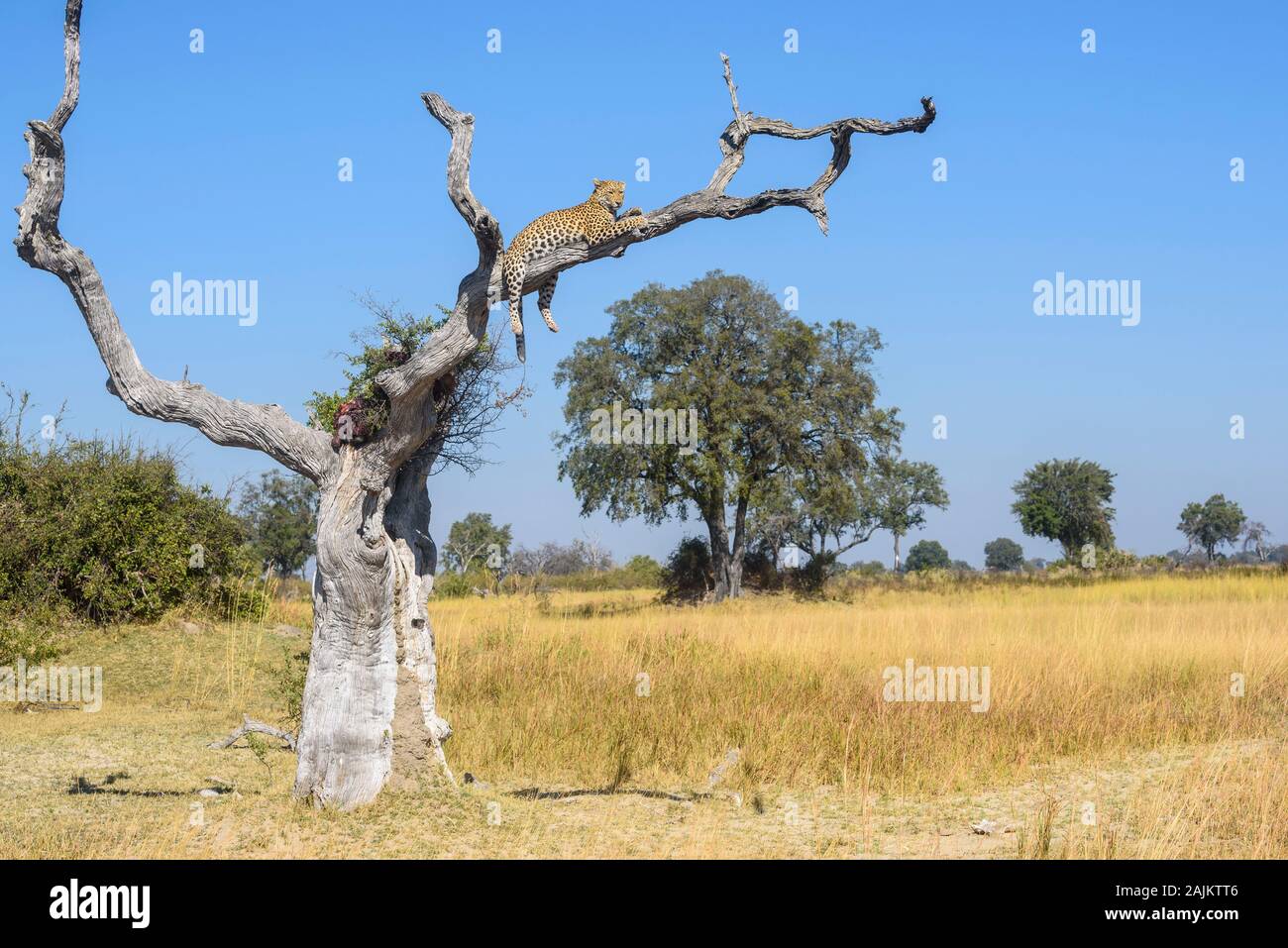 Femme Leopard, Panthera pardus, reposant dans un arbre, Bushman Plains, Okavanago Delta, Botswana Banque D'Images