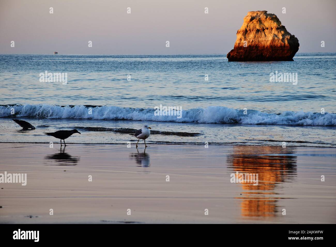 Les mouettes se promènent sur la plage à l'aube Banque D'Images