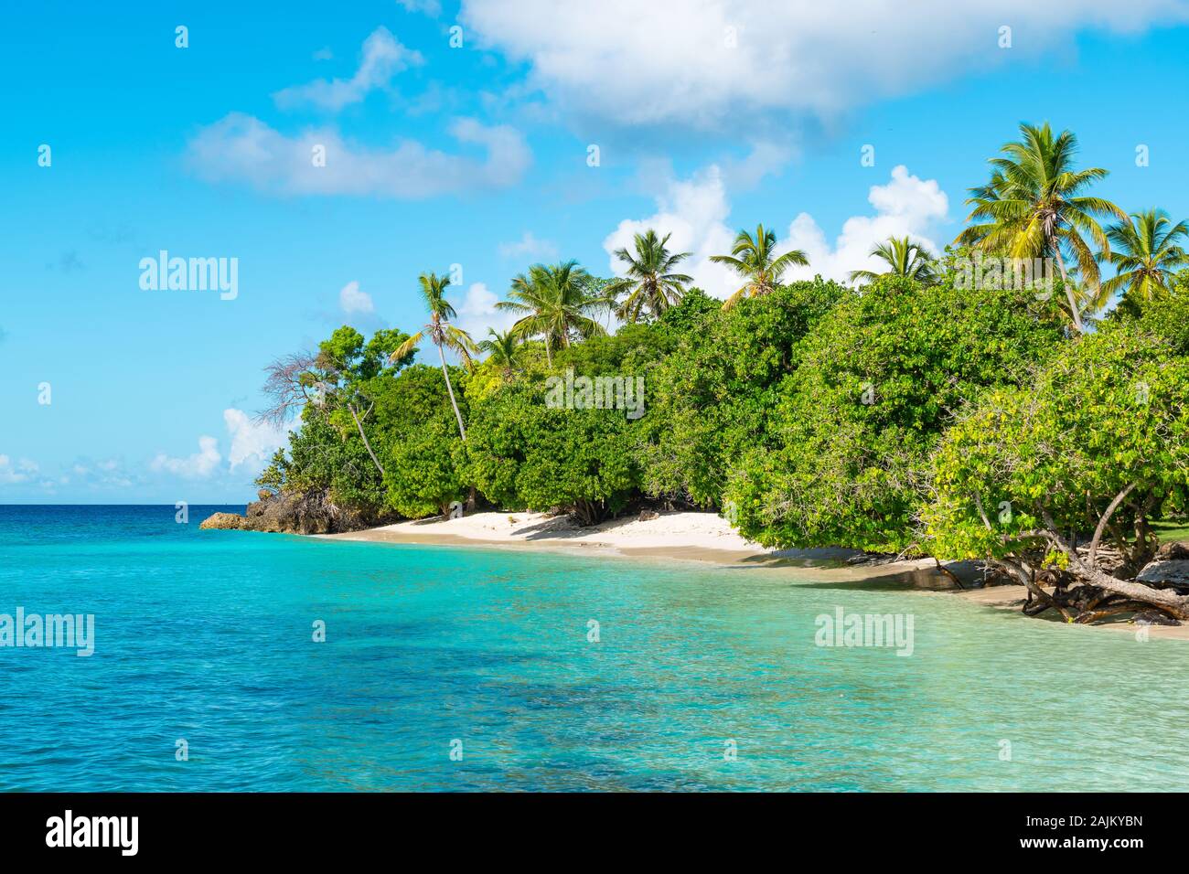 L'île de Cayo Levantado, Samana, République dominicaine. Palmier plage idyllique et paysage. Banque D'Images