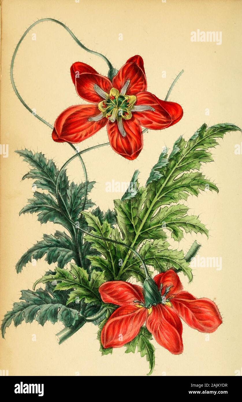 Paxton's Magazine de botanique et registre des plantes à fleurs . BICOLOR. fleurs d'à la fois dans une forme combinée. La partie inférieure du tube de ses fleurs délicates et animé isa crimson, qui passe dans une teinte blanchâtre à l'upperportion. Le , des segments de la branche, qui sont singulièrement large, sont purement des whitewithin, et l'éminent étamines jaunes constituent un joli relief. Son habitude, isneat mais pas remarquable, et le feuillage est assez bonne, avec une teinte légèrement ofbrown sur le dessous. Avec ses alliés, il est utile pour la floraison pendant les mois d'hiver ; whenit rend le green Banque D'Images