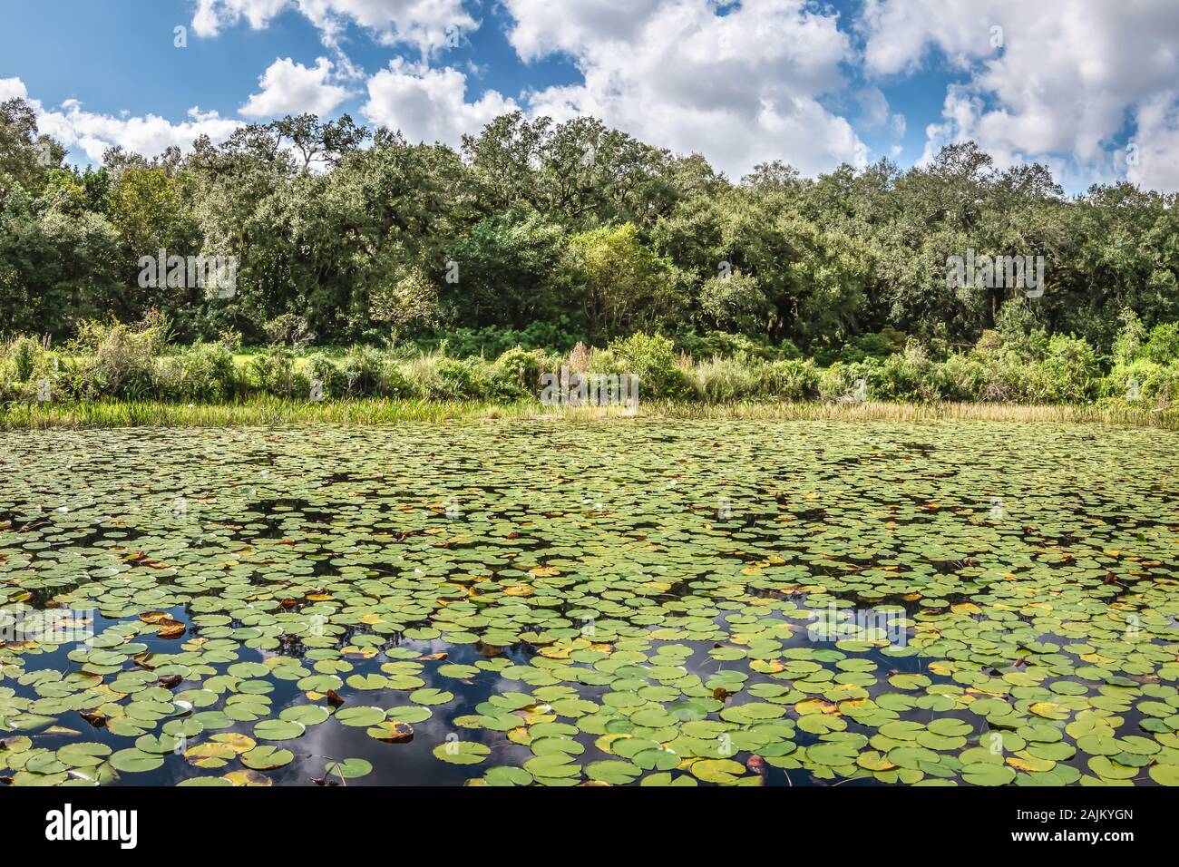 Water Lily paysage, le Parc National des Everglades, en Floride. Banque D'Images