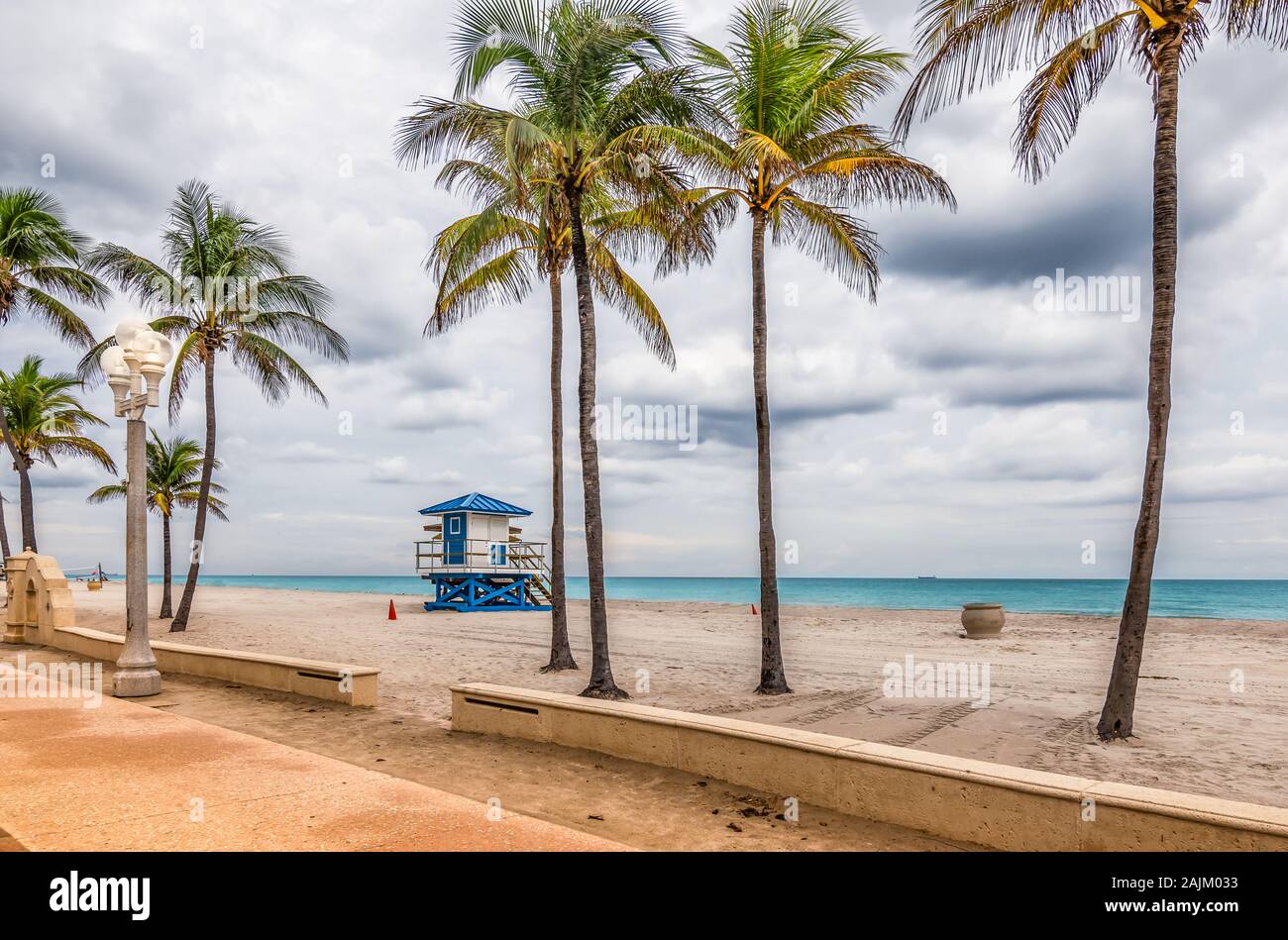 Palmiers sur la plage de Hollywood, en Floride. Banque D'Images