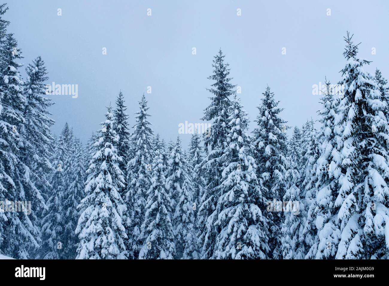 La forêt couverte de neige, Zakopane, Pologne Banque D'Images