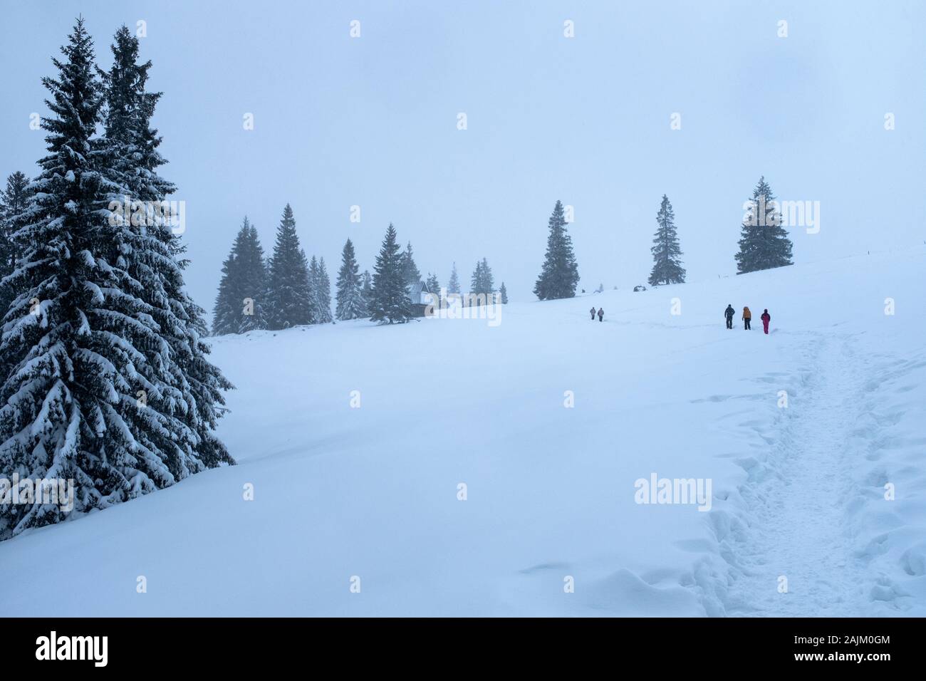 Prairie couverte de neige et la voie, Zakopane, Pologne Banque D'Images
