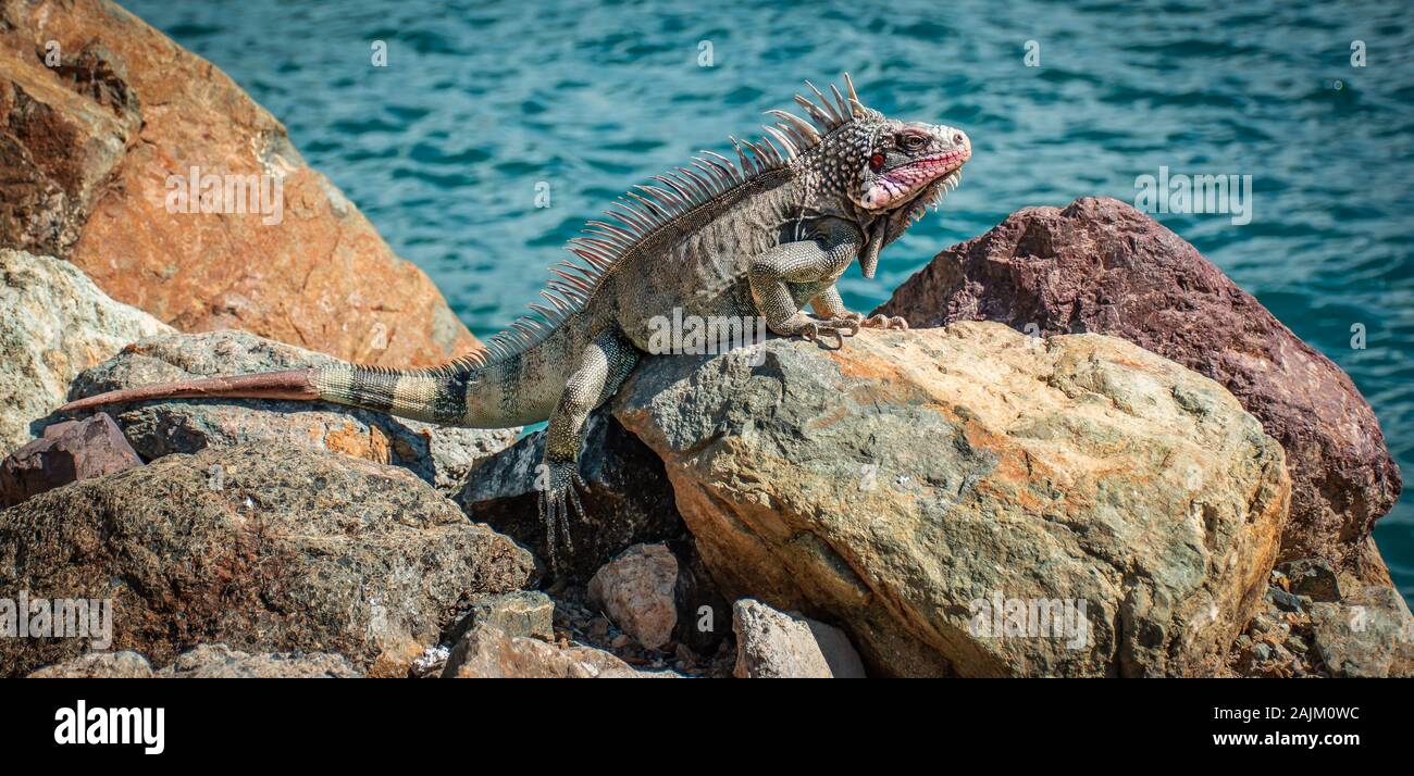 Iguane mâles adultes sur un rocher dans le port de Charlotte Amalie, St Thomas. Banque D'Images