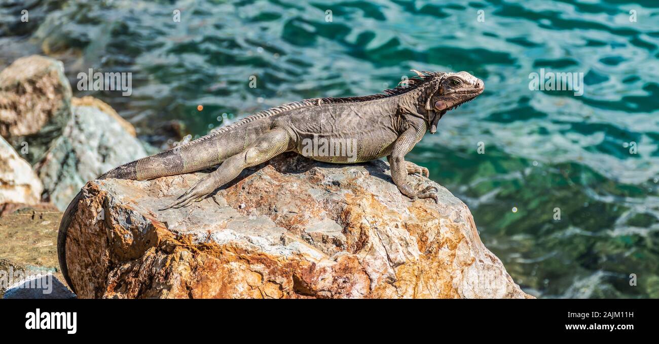 Iguana femelle sur un rocher en profitant du soleil. Banque D'Images