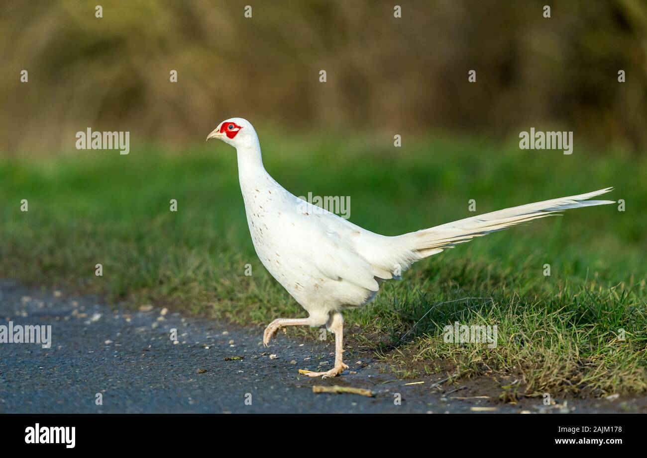 Leucistic blanc ou le faisan. (Nom scientifique : Phasianus colchicus) Rare chez un homme politique Faisan de Colchide, orienté vers la gauche, traverser un r Banque D'Images