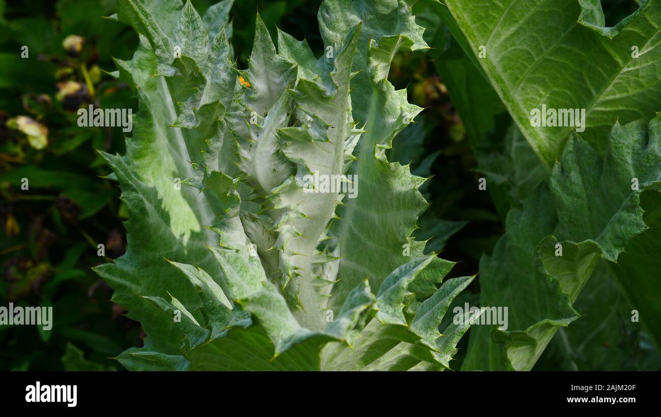 Onopordum acanthium chardon écossais, les jeunes feuilles des plantes Banque D'Images