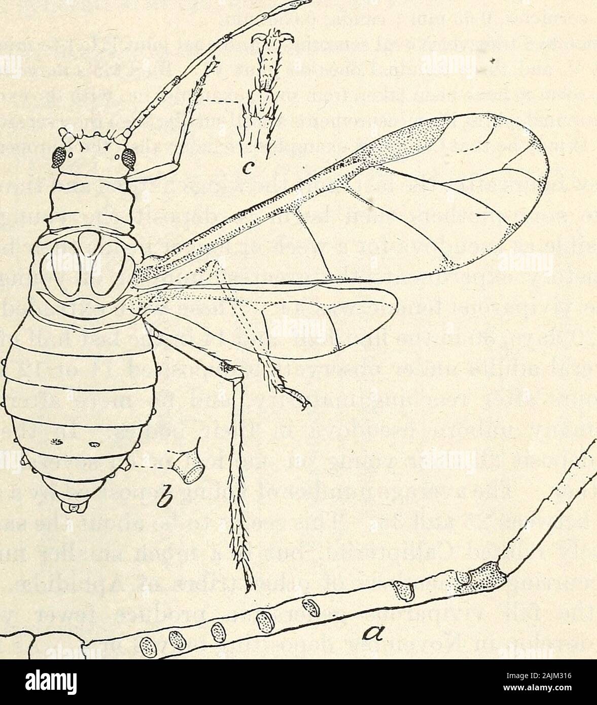 Noyer les pucerons en Californie . Fig. 4.- Chromaphis juglandicola:Nymphe de vivipares ailé fe-mâle. (Original.) NOIX APHIDES EN CALIFORNIE. Taille 7 ; subcosta et insertions d'aile ; stigmate jaune pâle, gris pâle avec un areaat plus sombre au confluent de la troisième veine discoïde, et un autre comme si de plus petits repas à l'apex ; veines plutôt lourds, brun foncé, tous trois discoidals découlant de la sous-costa et épaissi à la base ; second volet de troisième discoïdales plus proche de l'wingapex à la première fourchette ; troisième discoïdales décrivant une légère courbe régulière pour son entirelength ; veine stigmatique, entier Banque D'Images