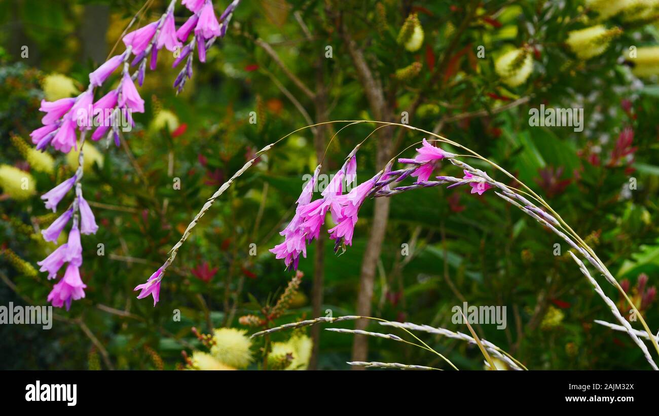 Tigridia 'Spring Dancer' Banque D'Images