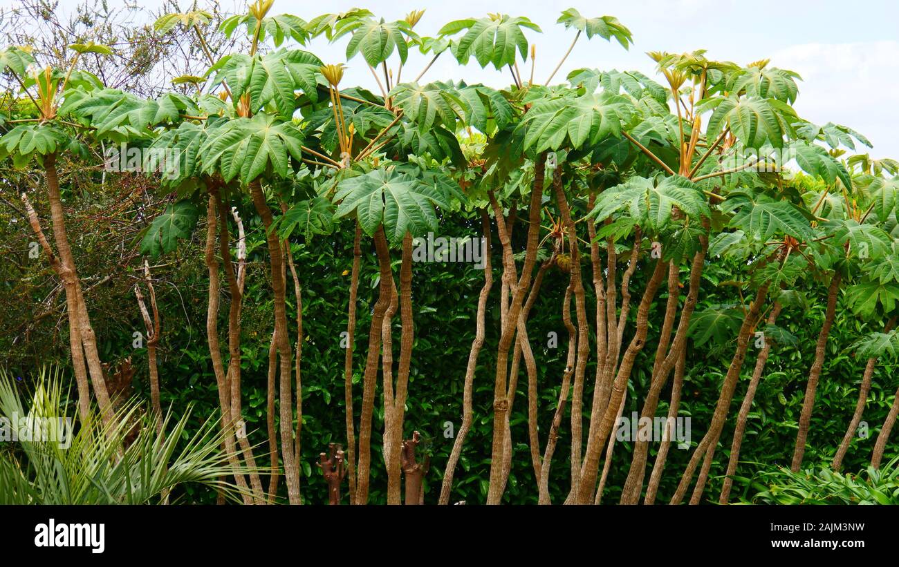 Tetrapanax papyrifer rex Banque D'Images