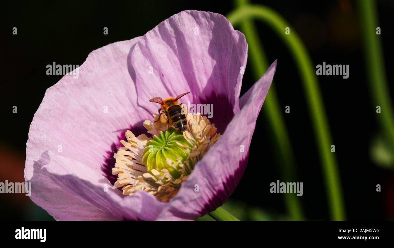 Papaver somniferum Pavot, fleur liliac à sun avec des abeilles butiner Banque D'Images