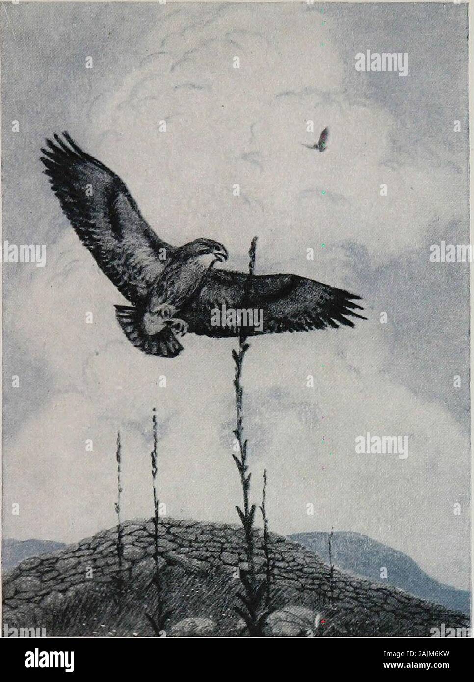 Dans le Berkshire champs . falconfamily aux ongs-c'est le Falco peregrinus anatum, et per-automatiquement identique à l'falconof peregrine le romantique jours de la fauconnerie, les vieux qui nous daysof héroïque de la carabine de grande puissance moderne andsoft-nosed expansion bullet pense que si cruel. andbloody Les Falcons diffèrent des hawks quelques-ce que dans leurs factures et de serres, qui sont même betteradapted pour déchirer et de saisir les proies, et en therelatively plus longuement et a souligné leur caractère ailes. Le faucon pèlerin, ou de canard-Hawk, isundoubtedly un oiseau splendide si vous jugez-le solelyby strengt Banque D'Images