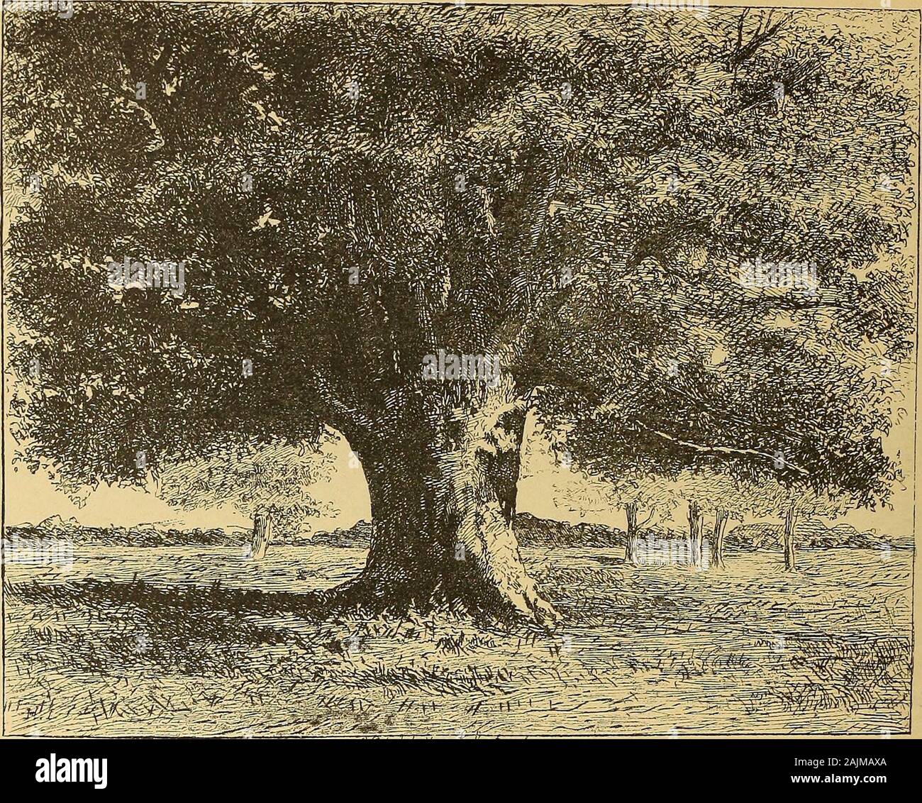 American art et American art collections ; essais sur des sujets artistiques . littleglimpse de la grande forêt il nous donne ici l'on peut voir à la perfection sa belle manière ofexhibiting la lumière à travers le feuillage. En plus de ses paysages, dont M. Gibson a trois spécimens, Diaz a peint un certain genre d'images, qui, à notre avis, aremarked seulement par manque de goût et mauvais dessin. Deux de ces toiles colorées gaudily arehere, Une histoire de l'être l'un de ses meilleurs travaux dans ce ministère. Contrairement à Dupre et Diaz comme un coloriste, Charles Jacque ressemble beaucoup à l'ancien dans sa simplicit Banque D'Images