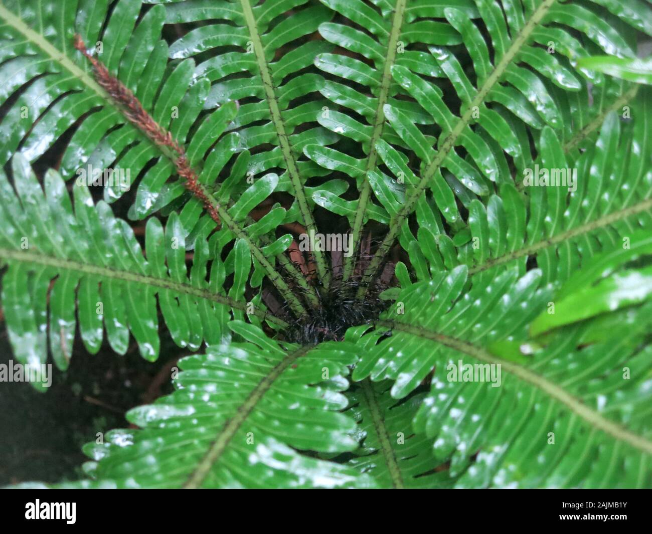 Close-up à la recherche vers le bas dans le centre de la fougère Blechnum Gibbum, avec ses frondes de feuilles rayonnant à partir de la couronne. Banque D'Images