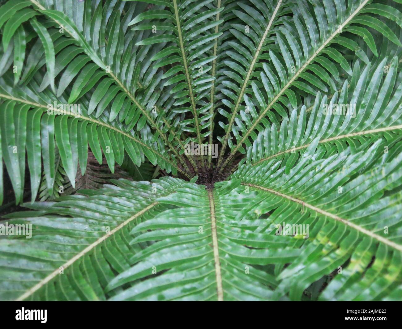 Close-up à la recherche vers le bas dans le centre de la fougère Blechnum Gibbum, avec ses frondes de feuilles rayonnant à partir de la couronne. Banque D'Images