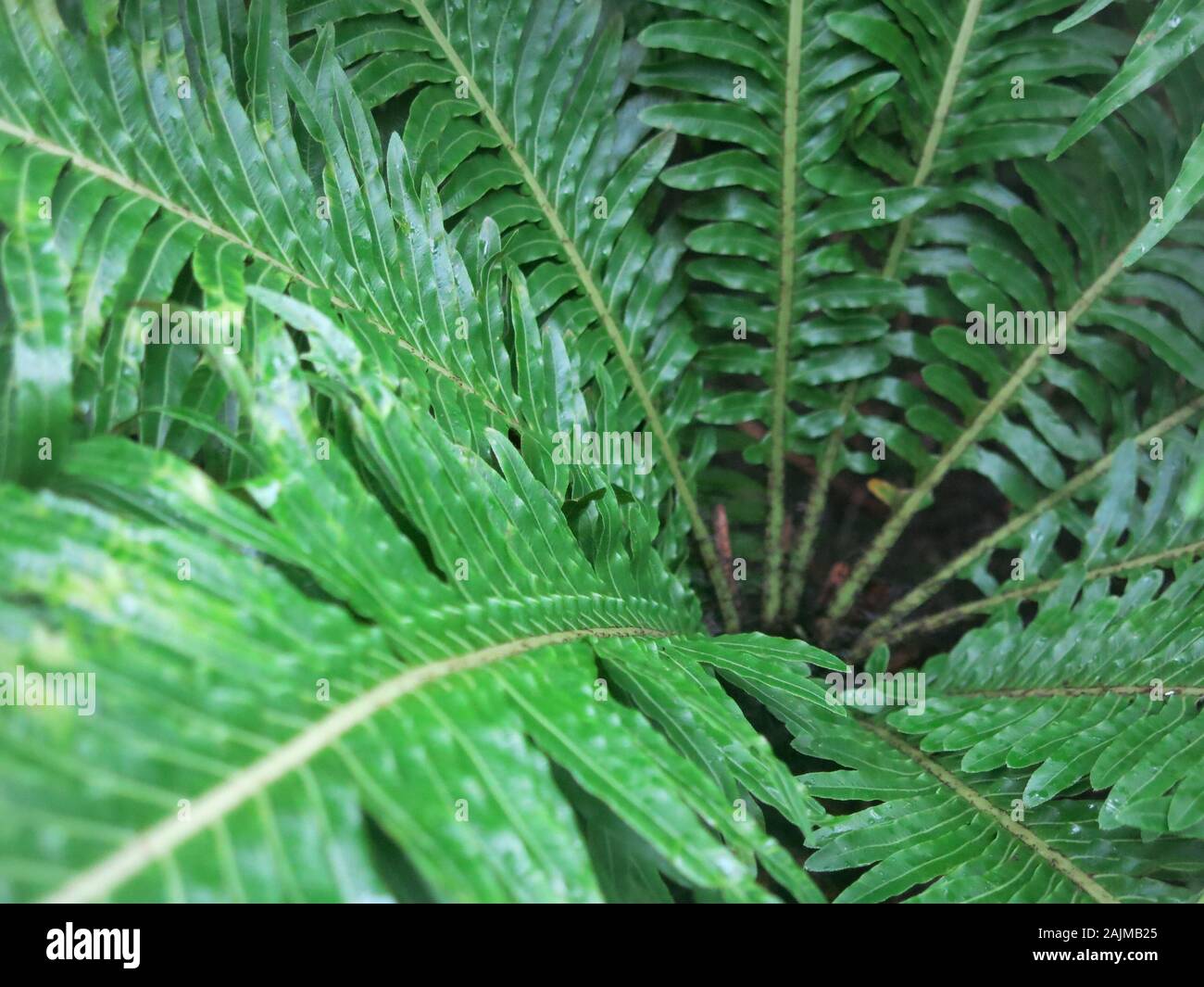 Close-up à la recherche vers le bas dans le centre de la fougère Blechnum Gibbum, avec ses frondes de feuilles rayonnant à partir de la couronne. Banque D'Images