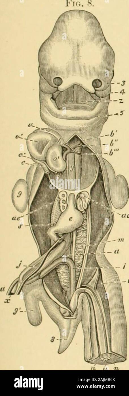 Un système de gynécologie . ch ; 6, deuxième arc aortique ; V, 3e arc aortique, ou ductus Botalli ; y, les deux filaments à l'ami droite le Kit de cette lettre sont les artères pulmonaires, qui commencent à être développés:e, la tige de la cava supérieure veine azygos droite ami : &Lt ;•, le sinus veineux de la commune ; c, l'theheart racine commune de la veine cave gauche gauche ami nzy;u- ; o, oreillette gauche du cœur  ; v, droite, v, le ventricule gauche ; ae, les poumons ; e, l'estomac ; j, veine mésentérique-vitellin gauche ; s, évaluation de la contin-même derrière tie pylore, qui devient par la suite la veine porta ; x, vitello-Lntestinal air Banque D'Images