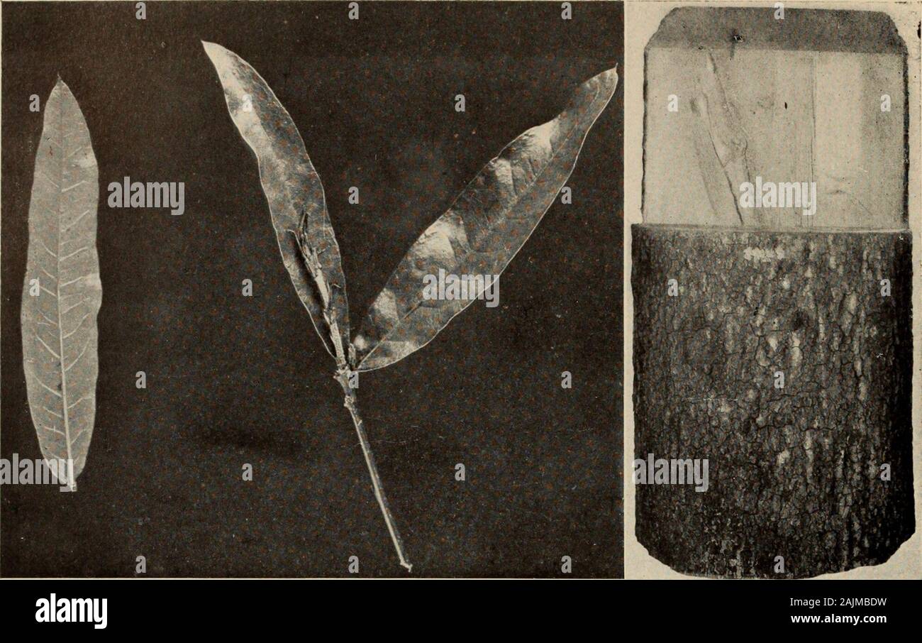 Le livre de l'arbre : un guide populaire à la connaissance des arbres d'Amérique du Nord et de leurs usages et de culture . Le {Live Oak Quercus virginiana) Ces feuilles coriaces sont toutes petites et sans caractère, comme feuilles de chêne, rendez-vous, mais la masse d'entre eux conserve le greenand la cime jusqu'au printemps brillant produit une nouvelle couronne de feuillage. Le mince acorn semble trop grand pour sa petite tasse fine. Le oodranks f supérieure à toutes les autres espèces de chêne.. Le chêne saule (guercus Phellos) Les feuilles sont comme des saules, mais les glands de prouver cet arbre du sud un chêne. Si ses feuilles à lobes épineux manque, l'arbre est Banque D'Images