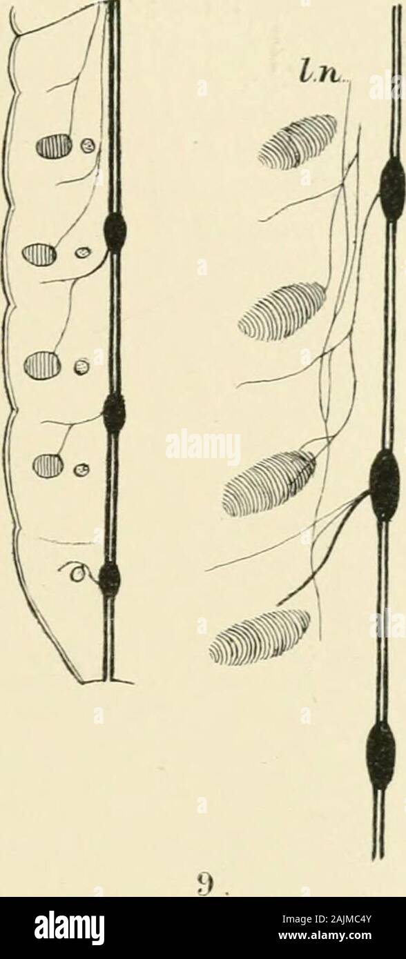 Les annales : zoologie, botanique et géologie . Ann .LMa^.Xcdt Eist.s.b.VclJMl.pl K.1- 5. 4.. 10. ^ ^ O O &gt;je Jl . Banque D'Images