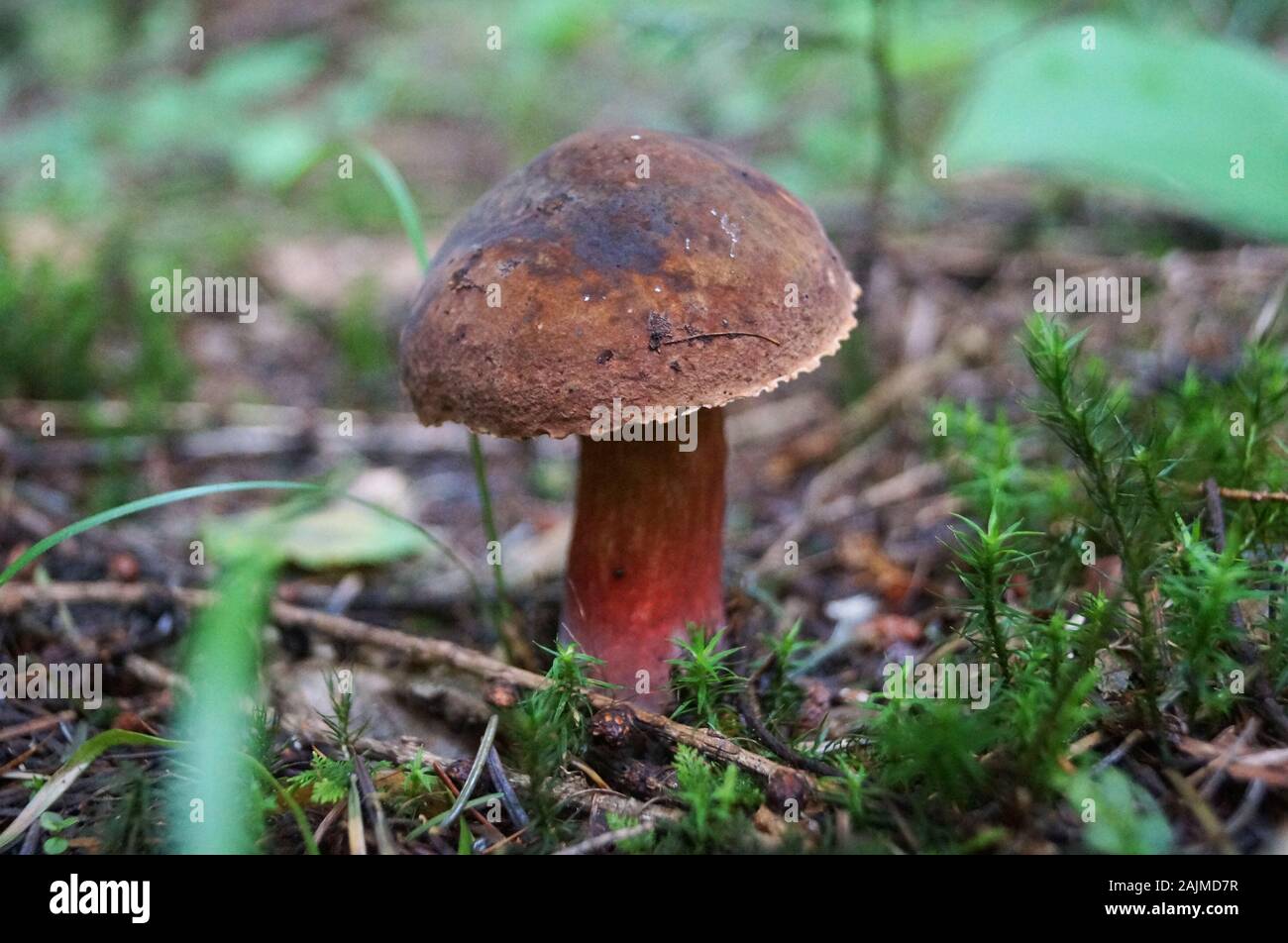 Erýthropus Bolétus de champignons avec un chapeau brun et jaune-rouge une  jambe dans la forêt à feuilles jaunes et verts de l'herbe sur une journée  d'automne Photo Stock - Alamy
