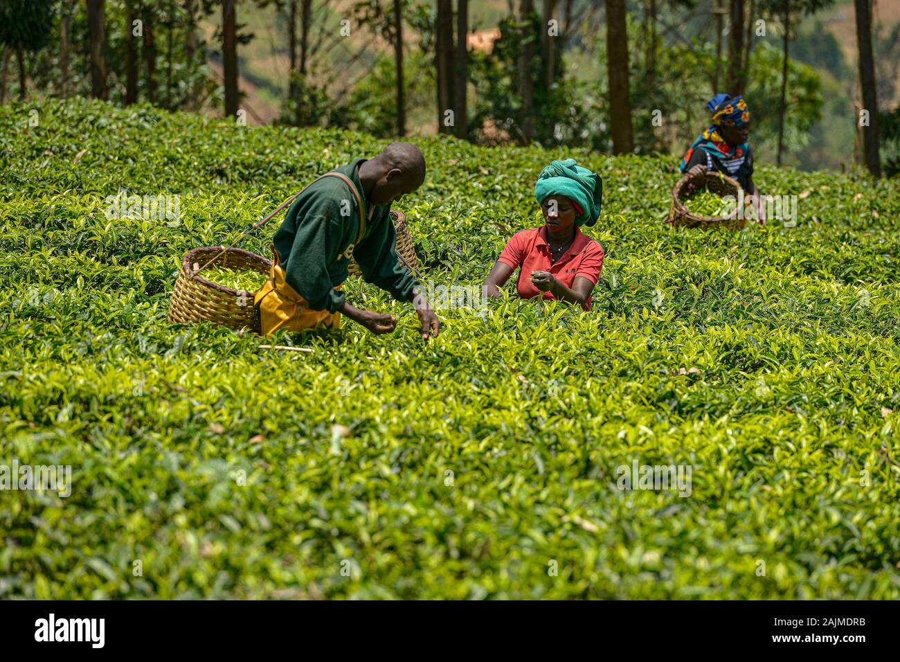 Le Rwanda, Gicumbi - Septembre 2019 : Les gens avec de grands paniers dans leurs bras vont chercher du thé frais dans une plantation de thé, le 20 septembre 2019. Gicumbi dans Banque D'Images