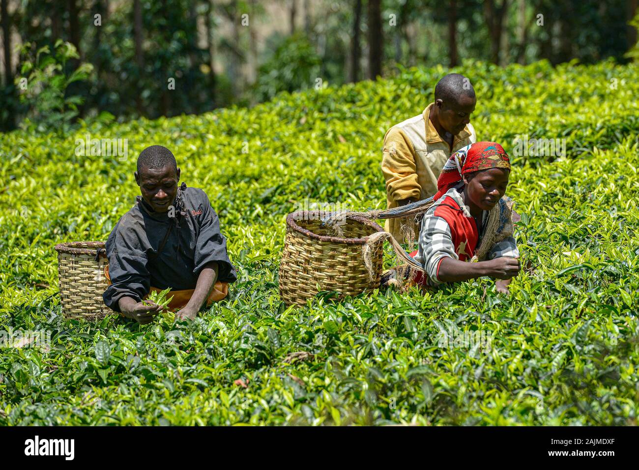 Le Rwanda, Gicumbi - Septembre 2019 : Les gens avec de grands paniers dans leurs bras vont chercher du thé frais dans une plantation de thé, le 20 septembre 2019. Gicumbi dans Banque D'Images