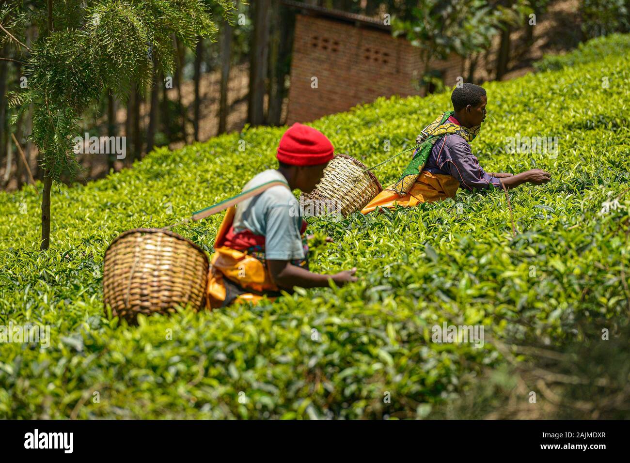 Le Rwanda, Gicumbi - Septembre 2019 : Les gens avec de grands paniers dans leurs bras vont chercher du thé frais dans une plantation de thé, le 20 septembre 2019. Gicumbi dans Banque D'Images