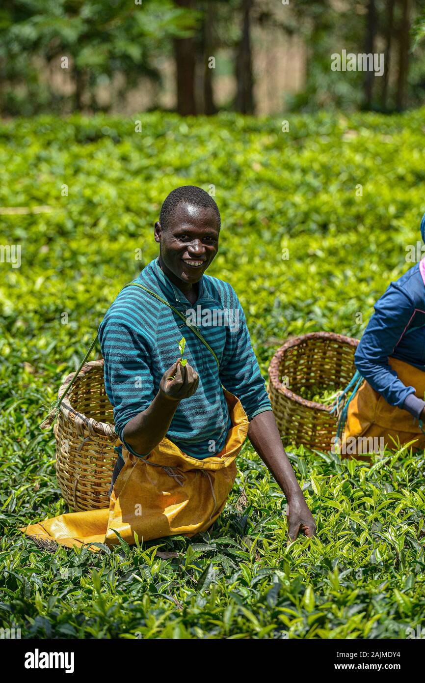 Le Rwanda, Gicumbi - Septembre 2019 : Les gens avec de grands paniers dans leurs bras vont chercher du thé frais dans une plantation de thé, le 20 septembre 2019. Gicumbi dans Banque D'Images