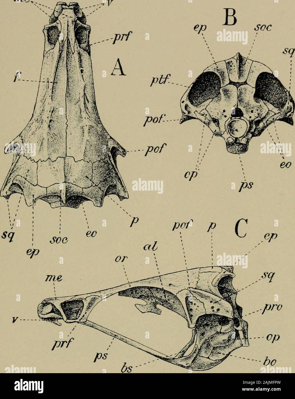 Smithsonian Miscellaneous Collections . Elops saurus bs PS : crâne. ^, vue  dorsale ; je ?, vue de dos ; C, palette. SMITHSONIAN MISCELLANEOUS  COLLECTIONS VOL. 43. PL. XX-moi. Megahips cyprinoides :