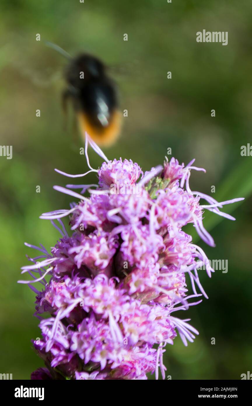 Une abeille s'envoler à partir d'une fleur de la famille des Banque D'Images