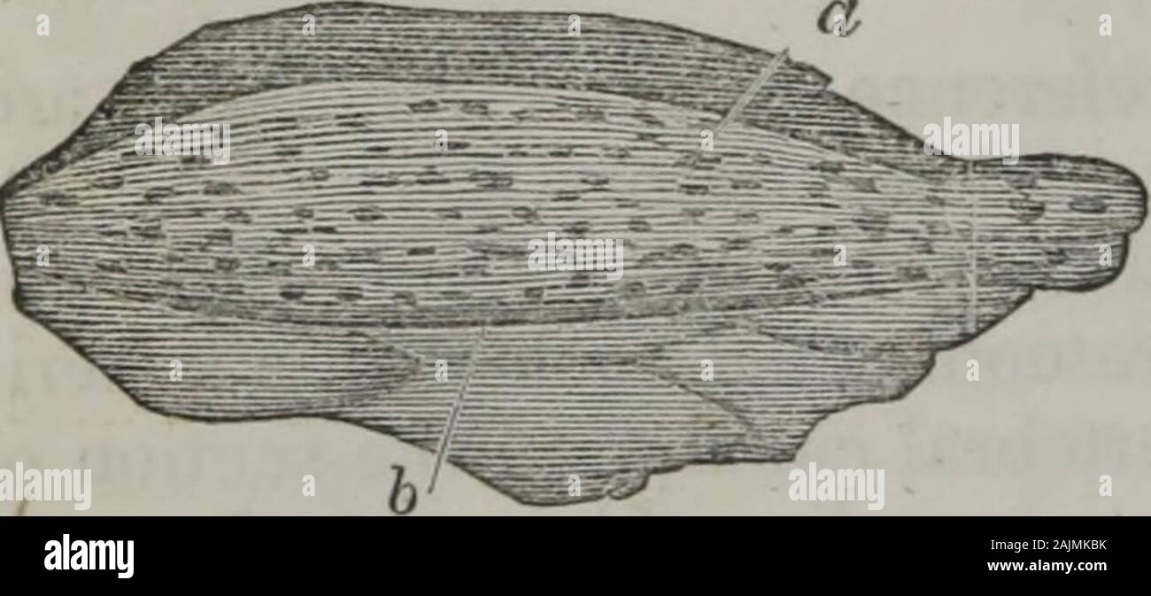 Éléments d'anatomie pathologique . Fig. 107.. les nerfs, comme on les appelle, anastomosewith librement les filaments du theblanches ; sympathique de la cinquième paire, ce qui est  ; j'sensificnerve, avec ceux de la septième, qui est arespiratory nerf. Un plexus (Fig. 10(> ;)plus isonlya multipliée et anastomose complexe.L'exemple le plus remarquable de ce type ofintercourse est fourni par l'inverse de l'inter-placement nerfs axillaire. Dorsale (Fig. 107) sont de petits nodules, de couleur gris-areddish, qui se composent d'un placement de fines fibrilles nerveux, tenue togetherby soft, cellulaire subs Banque D'Images Éléments d'anatomie pathologique . Fig. 107.. les nerfs, comme on les appelle, anastomosewith librement les filaments du theblanches ; sympathique de la cinquième paire, ce qui est  ; j'sensificnerve, avec ceux de la septième, qui est arespiratory nerf. Un plexus (Fig. 10(> ;)plus isonlya multipliée et anastomose complexe.L'exemple le plus remarquable de ce type ofintercourse est fourni par l'inverse de l'inter-placement nerfs axillaire. Dorsale (Fig. 107) sont de petits nodules, de couleur gris-areddish, qui se composent d'un placement de fines fibrilles nerveux, tenue togetherby soft, cellulaire subs Banque D'Images