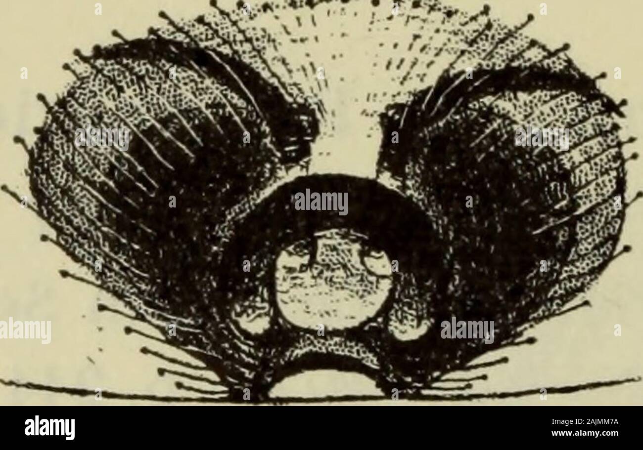 Illustrerede haandbøger la faune ; den danske plus dyreverden.. . Ogfra straekker nd, vous svage sig, brune skygger pour hofternes midtenud mod ind. mellemrum Benenes hofteringe hofter, og lår lysere fin sternum. Deøvrige mørkere førstnaevnte led fin. Metatarser tarsermørkest og. 1. tibia med 1, frontale ventrale médiane-og déchiré 3. og4. tibia uden torne ventrale. 2. metatarse har kun 1 frontale,ventrale-basale déchiré. Kloduskene kraftigst er på 3. et 4. tarse,og går scopulaen halvvejs op på 1. et 2., les hommes metatarse kun^/3 op på 3. et 4. metatarse. Bagkroppen er ret kort og ovale. Afrunde Fortil bredt Banque D'Images