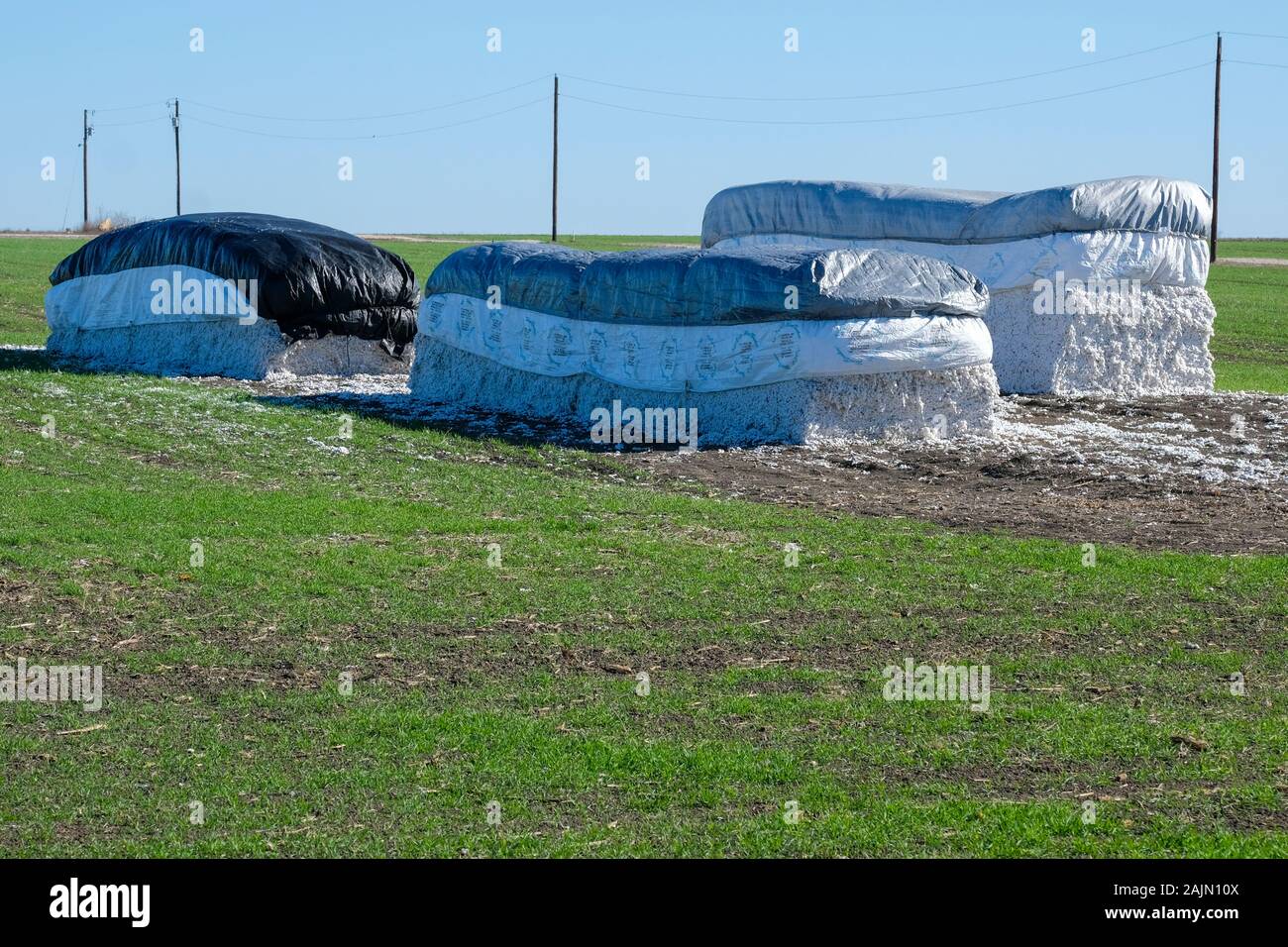 De grandes piles rectangulaires couvertes de balles de coton brut qui se trouvent dans les pâturages agricoles de coton du Texas dans le centre du Texas Banque D'Images