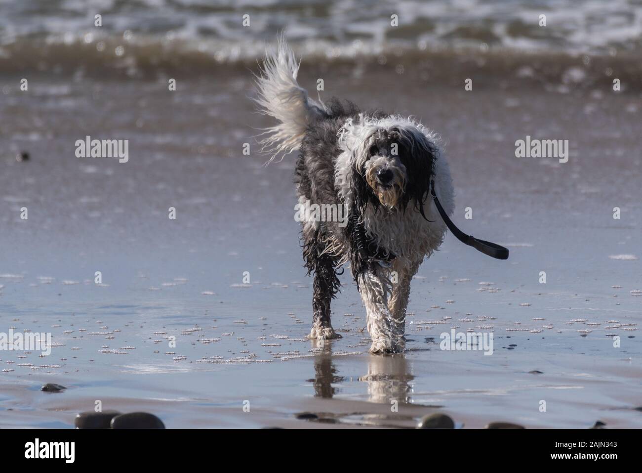 Old English Sheepdog trempé après avoir émergé de l'océan avec les laisse. Banque D'Images