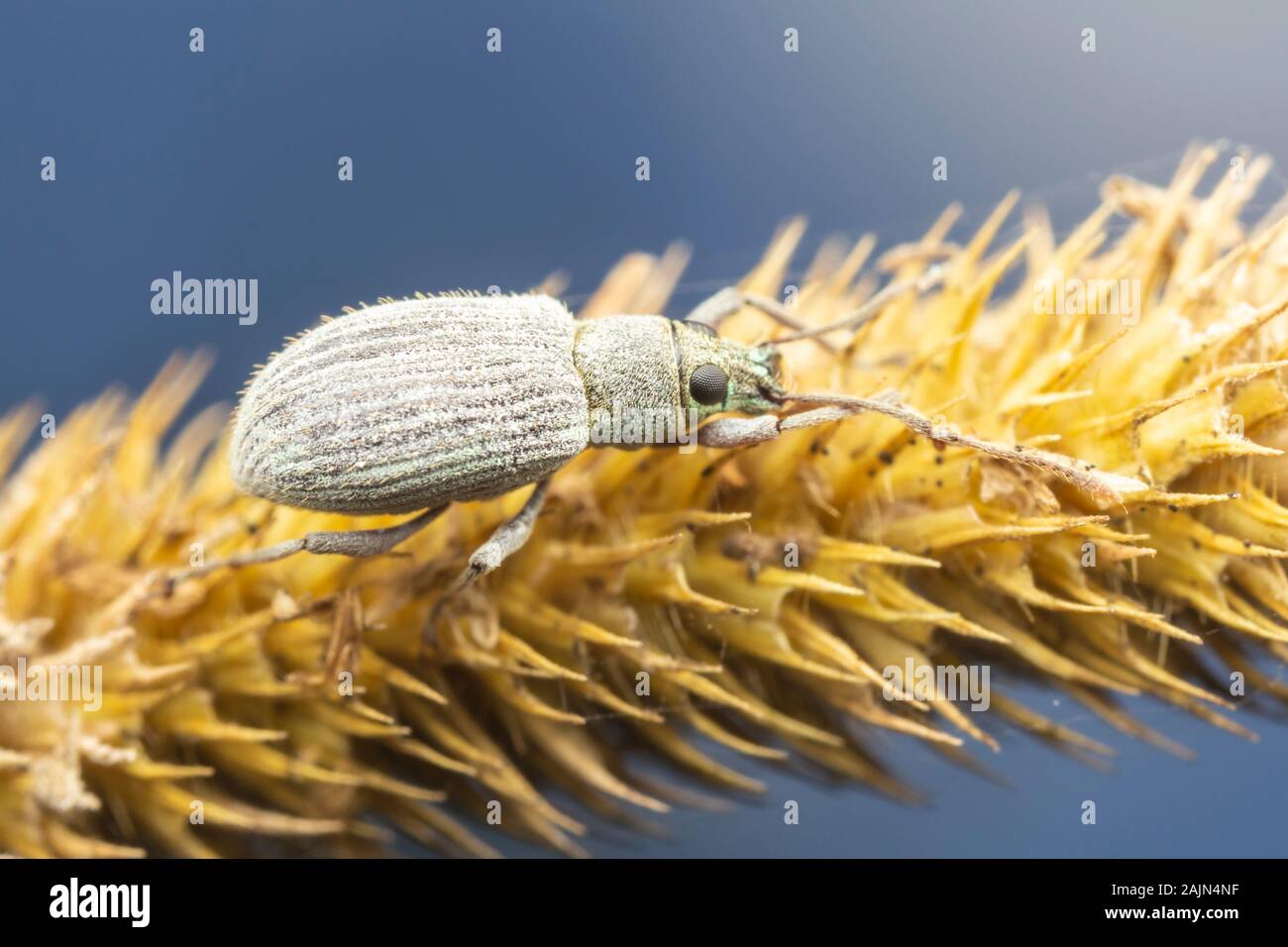 Chêne Asiatique Weevil (Cyrtepistomus Calaneus) Banque D'Images