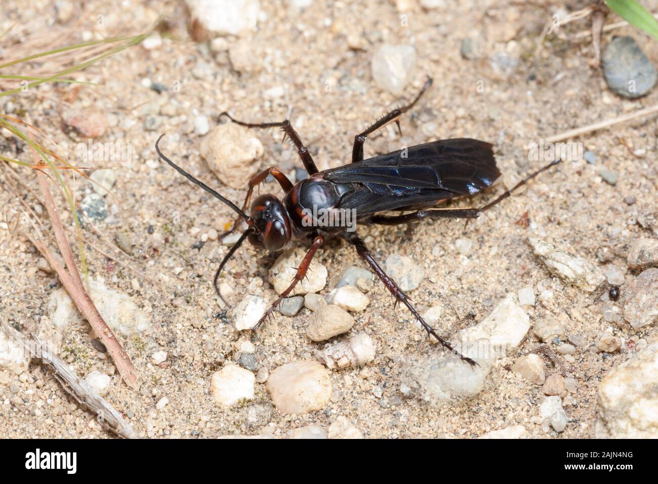 Une batte d'araignée (Poecilopompilus sp.) perche sur un sentier de terre. Banque D'Images