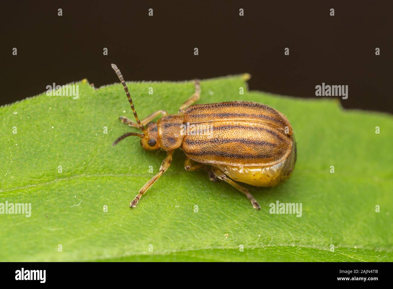 Une femelle gravide Leaf Beetle (Ophraella conferta) sur la verge d'une feuille. Banque D'Images