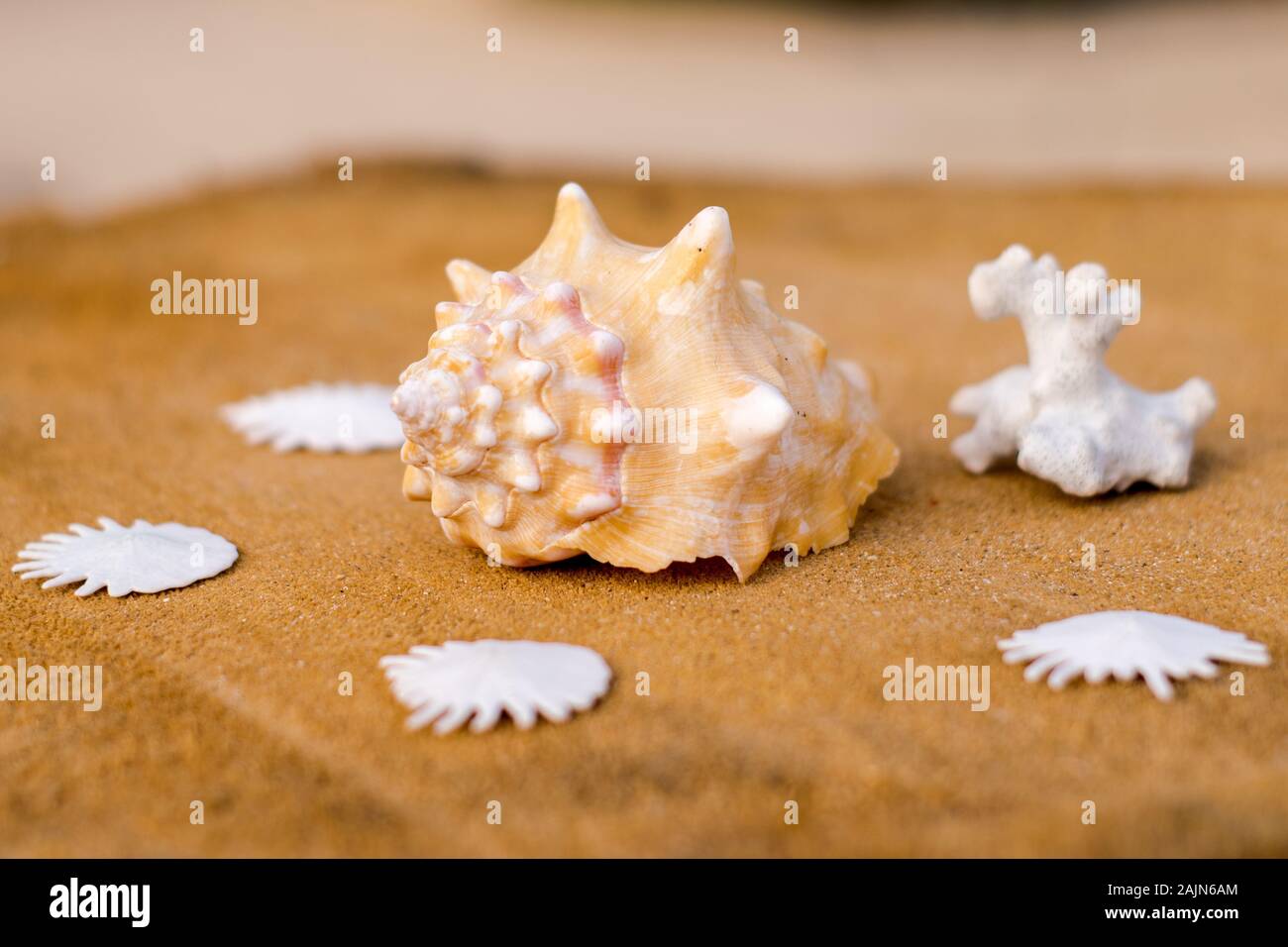 República de Cabo Verde, île du Cap-Vert coquille d'escargot et coraux Banque D'Images