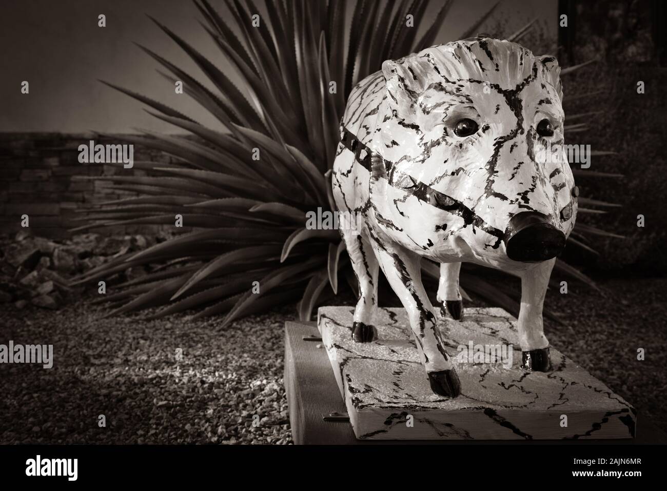Javalinas sur Parade, une piscine art project par artisits local sculpture et peinture colorée Javalinas, dans la ville de artisan Tubac, Arizona, dans la région de B & W Banque D'Images
