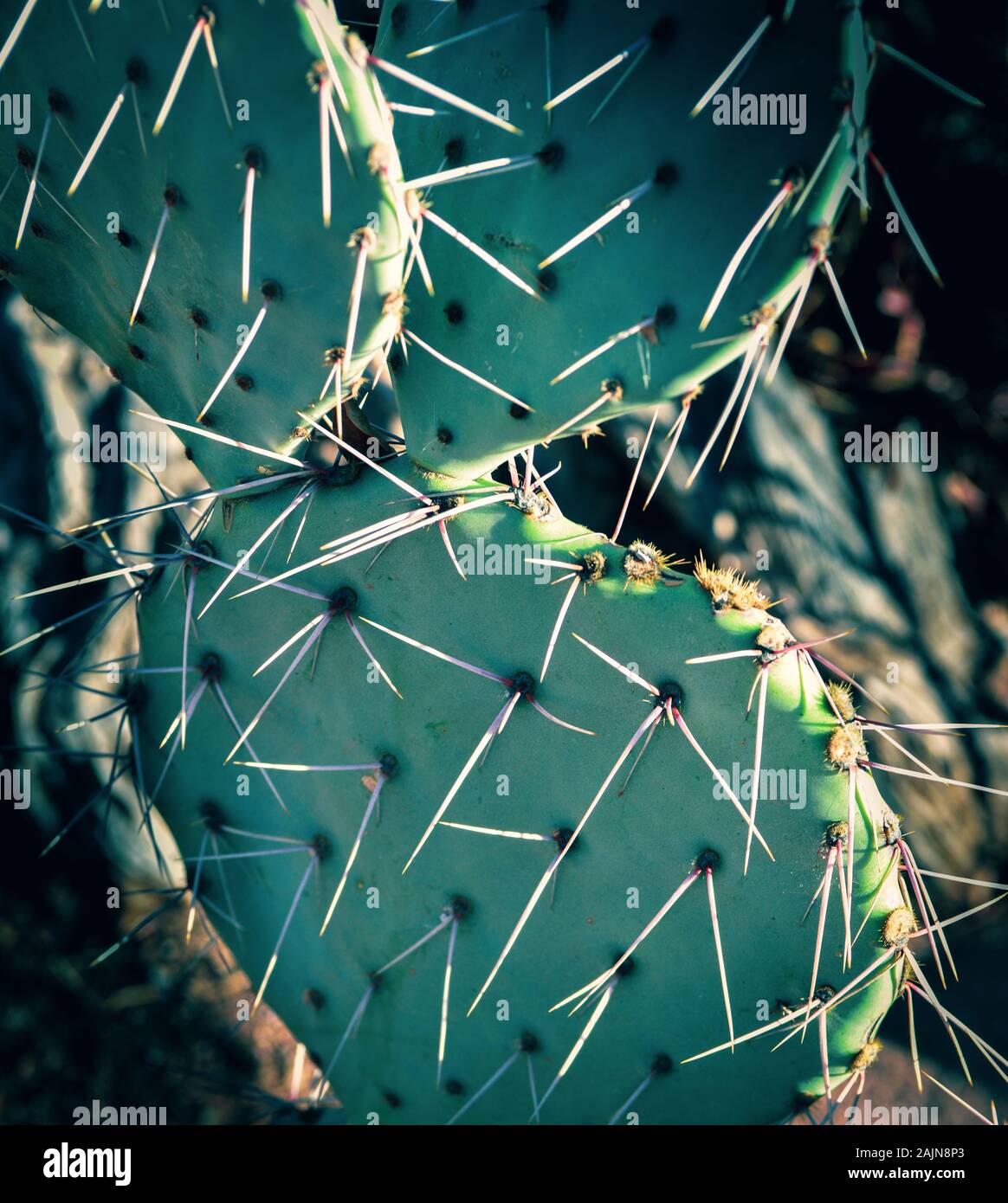 Close up d'épines sur les patins de l'oponce de l'Est avec éclairage arrière, Arizona, USA Banque D'Images