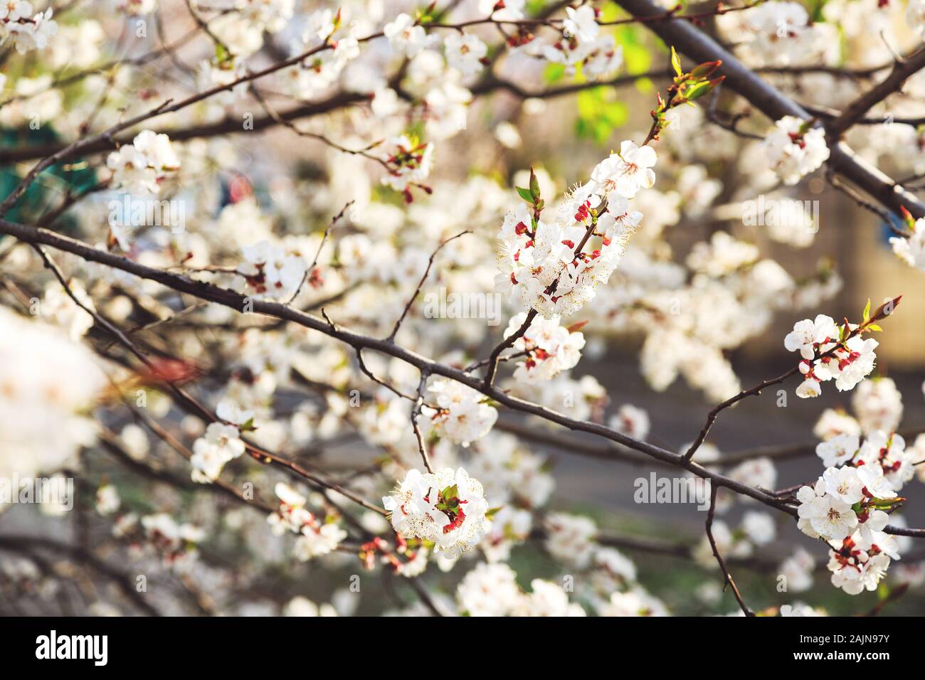 Les cerisiers en fleurs au printemps. Branches Sakura avec la lumière du soleil. Nature fond Banque D'Images