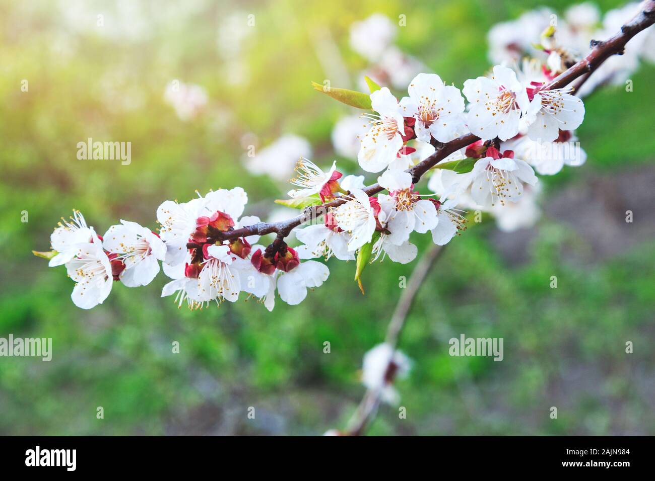 Les cerisiers en fleurs au printemps. Branches Sakura avec la lumière du soleil. Nature fond Banque D'Images