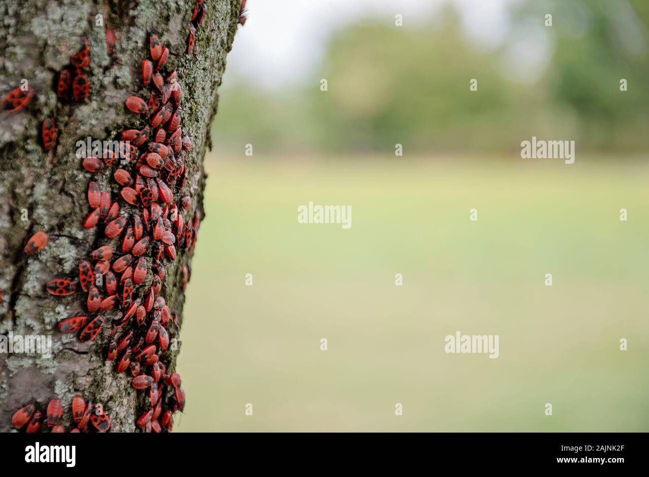 De nombreux bugs sur un arbre dans différentes étapes de développement. Gros plan photo insectes insectes insectes pompier. Coléoptères avec un dos rouge repéré. Insectes Banque D'Images