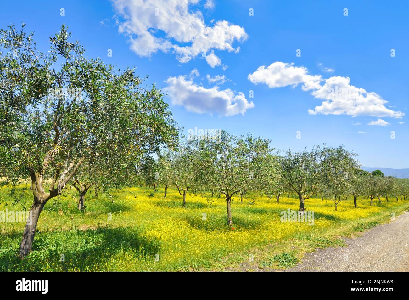 Renoncules et plantation d'oliviers dans la campagne Toscane Banque D'Images