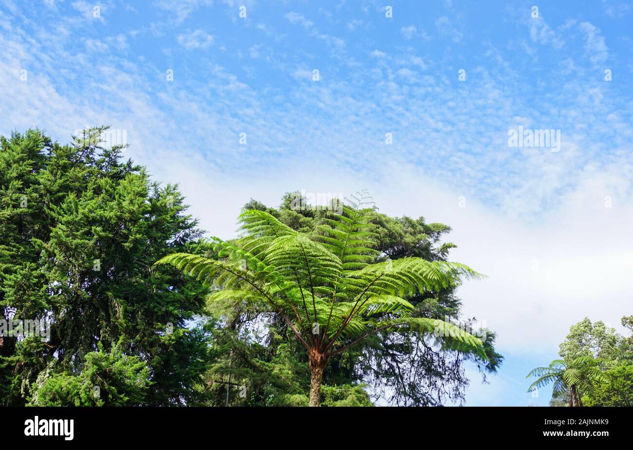 Belle grande fougère mammut arbres dans la forêt tropicale. Banque D'Images