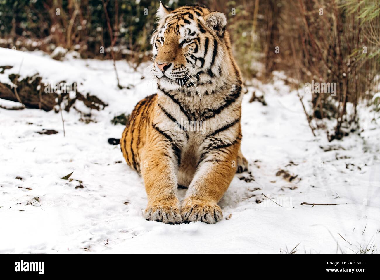 Tiger sur le sol couvert de neige Banque D'Images