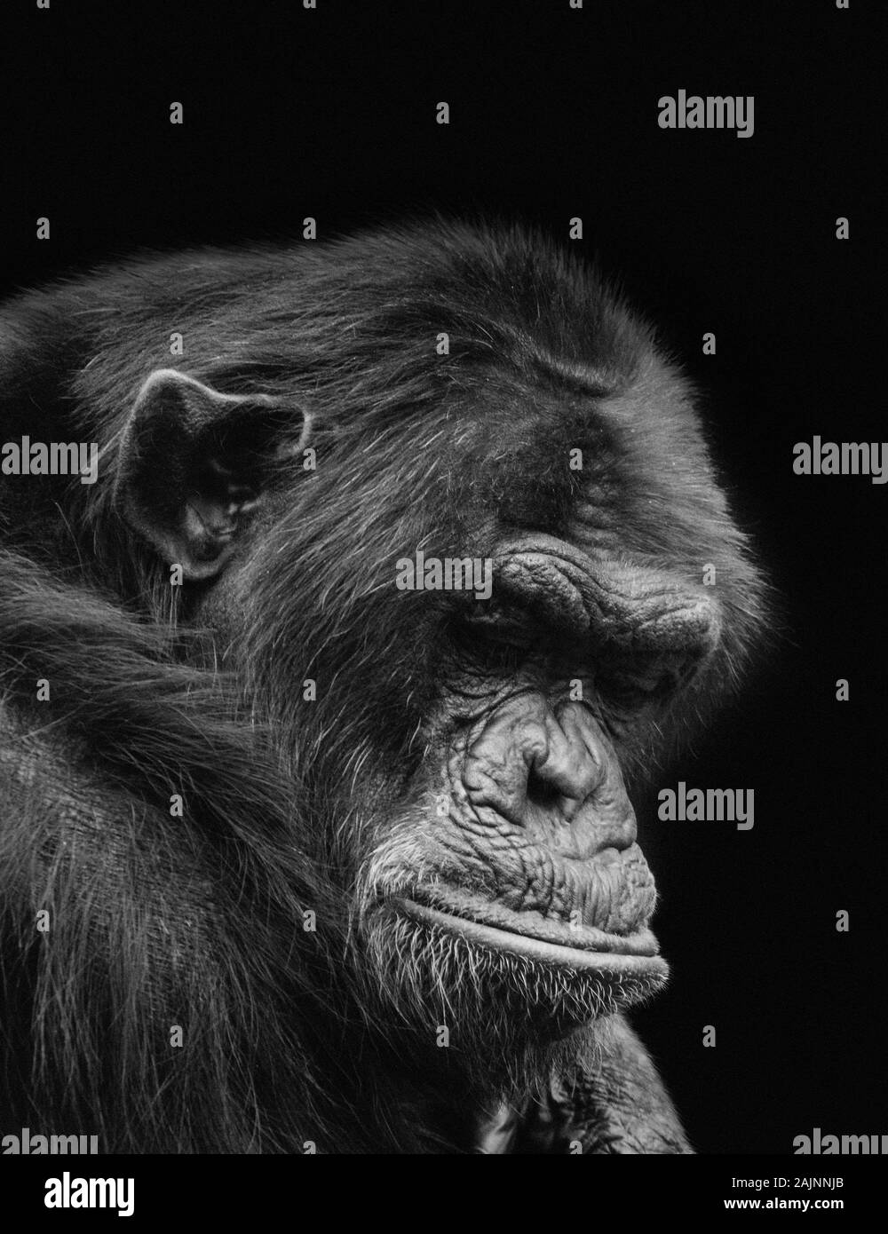 Vieux solitaire chimp montrant le désespoir en captivité Banque D'Images