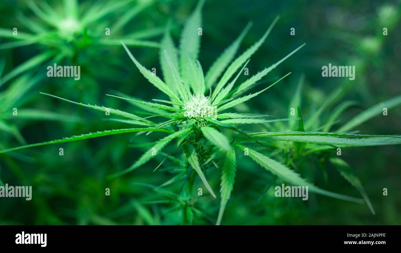 Vert floraison sativa cannabis bud. belle plante de la marijuana médicale. Banque D'Images